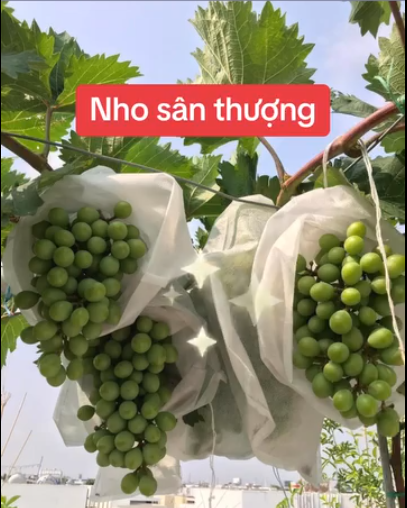 Nho San Thuong